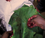 REMOVED CLITORIS ON LEAF